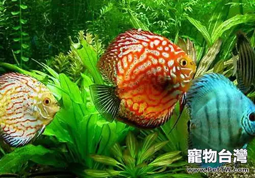 七彩神仙魚為什麼會倒立？