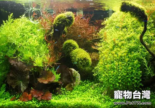 水草的一些基本種植方法