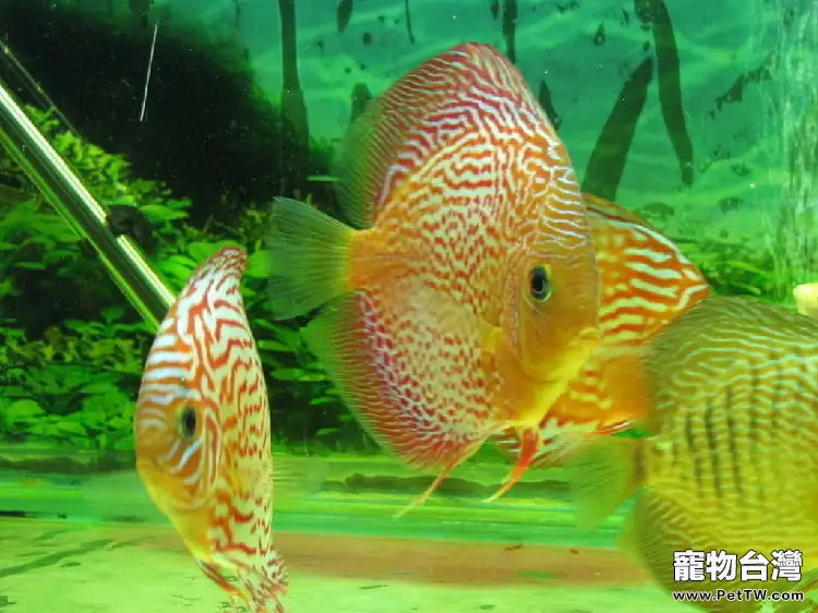 部分魚缸過濾器材使用簡介(1圖)-寵物台灣