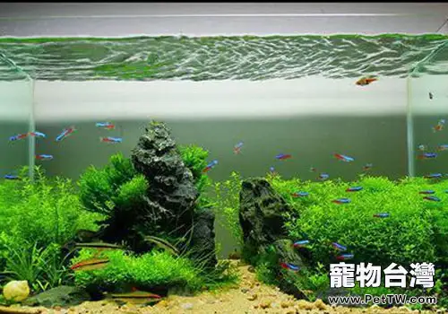  如何讓新水族箱保持水質平衡