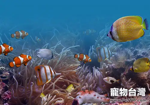 金魚飼養的水源選擇