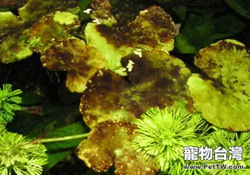 魚缸內易生的藻類