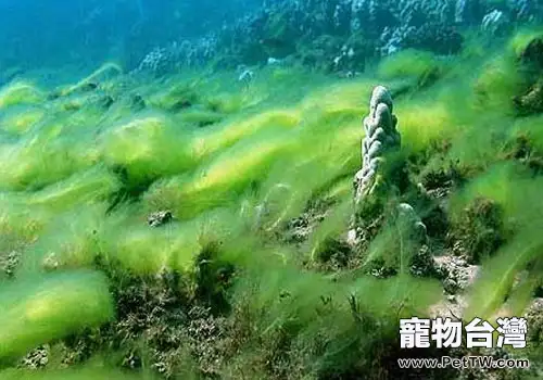 魚缸內易生的藻類