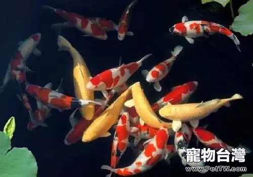 錦鯉合理使用藥品的探討(1圖)-寵物台灣