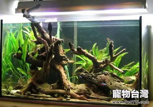 沉木的自製方法(共2張圖片)-寵物台灣