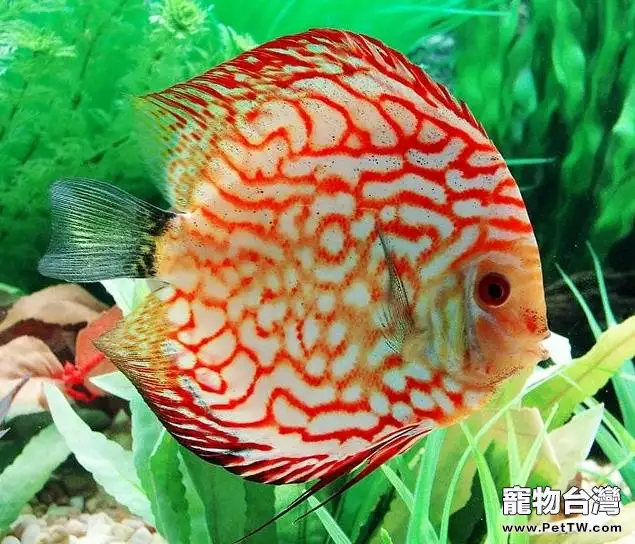 飼養觀賞魚家庭需要常備哪些藥