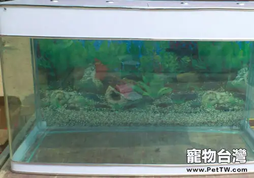 給魚缸灌膠的做法