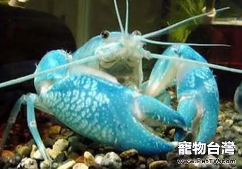 一些觀賞蟹的品種介紹(1圖)-寵物台灣