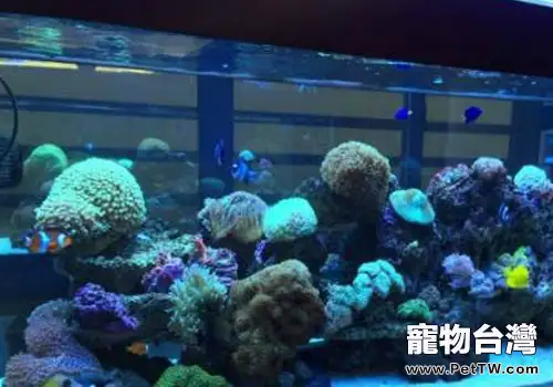 魚缸冷水機製冷效果不佳的原因(1圖)-寵物台灣
