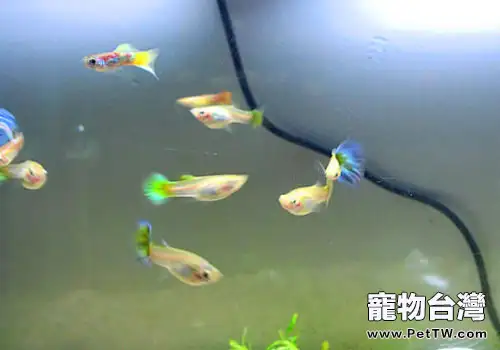 剛生的孔雀魚如何飼養