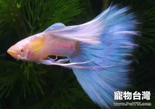 孔雀魚飼養的樂趣