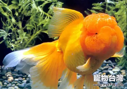  金魚養殖疾病的預防