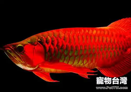 紅龍魚的壽命與環境的關係