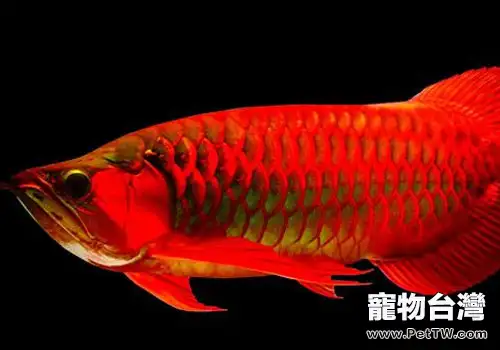 紅龍魚的壽命與環境的關係(1圖)-寵物台灣