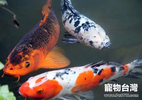 觀賞魚天然餌料的優缺點(1圖)-寵物台灣