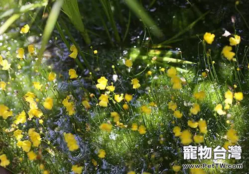 狸藻科水草飼養方法