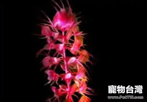 狸藻科水草飼養方法