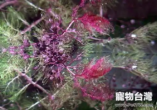 狸藻科水草飼養方法
