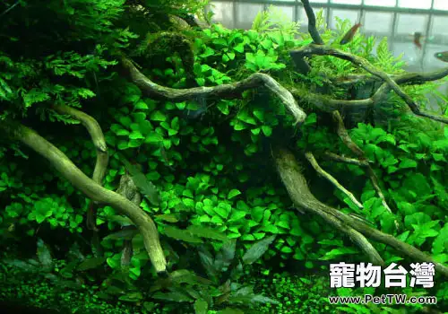 狸藻科水草飼養方法