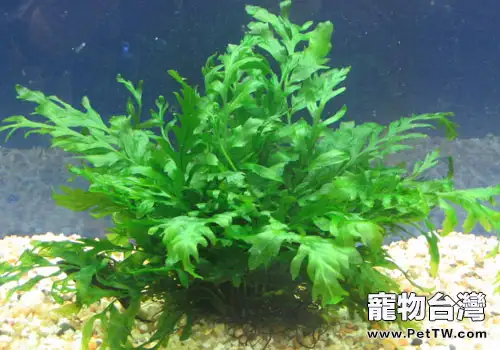 水龍骨科水草飼養方法