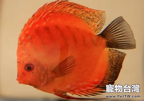 七彩魚定期檢疫很重要