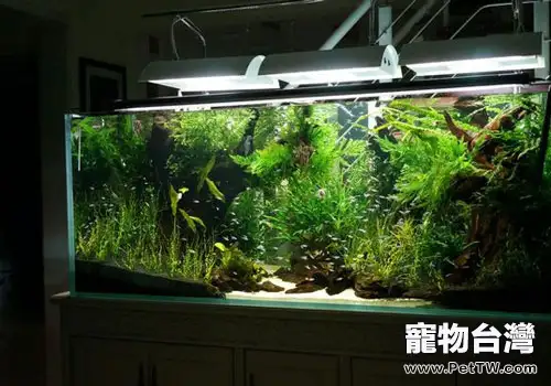 魚缸的植物過濾方式