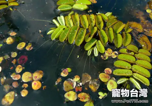 槐葉科水草飼養方法(共3張圖片)-寵物台灣