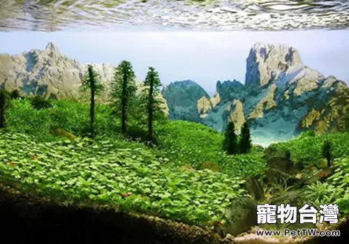 西非風格水草造景