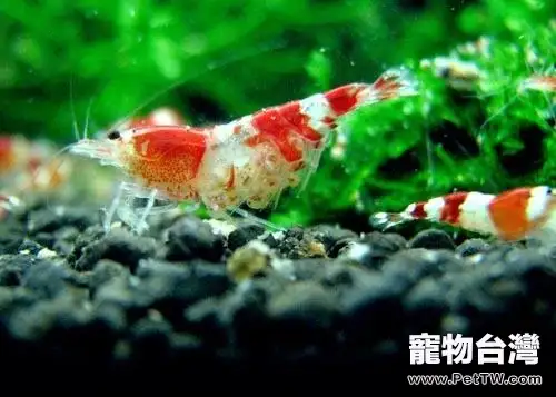 飼養水晶蝦所需的設備(1圖)-寵物台灣
