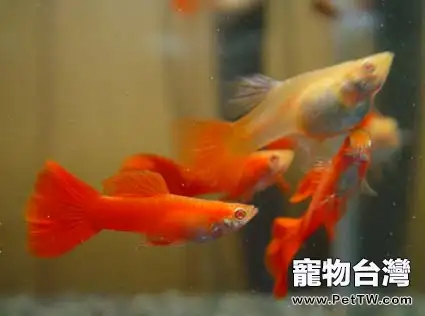 孔雀魚的生長繁殖