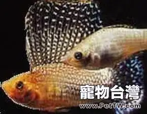 摩利魚的常見疾病