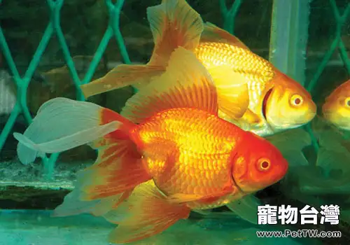 金魚產卵前的徵兆