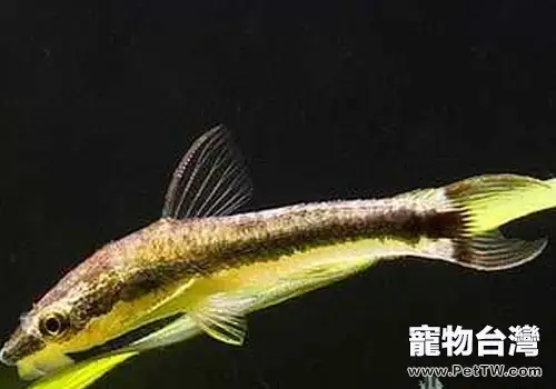 鯰魚科觀賞魚飼養方法