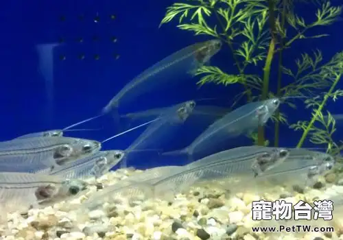 鯰魚科觀賞魚飼養方法