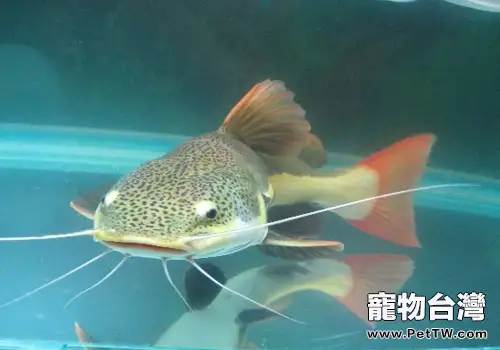 鯰魚科觀賞魚飼養方法