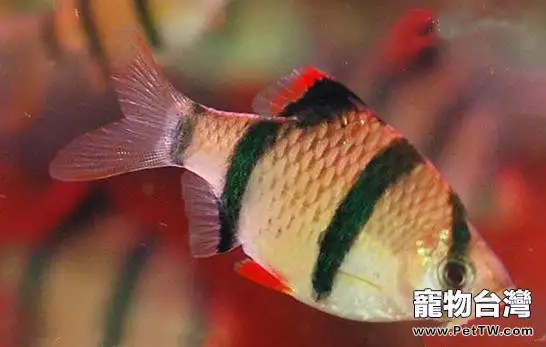 虎皮魚的飼養簡介