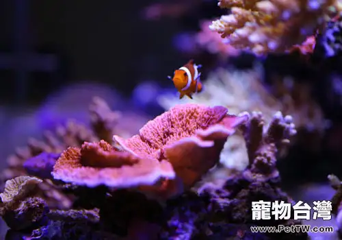 海水缸的基本知識