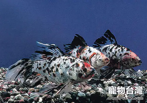 草種金魚飼養方法(共2張圖片)-寵物台灣