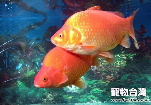 草種金魚飼養方法