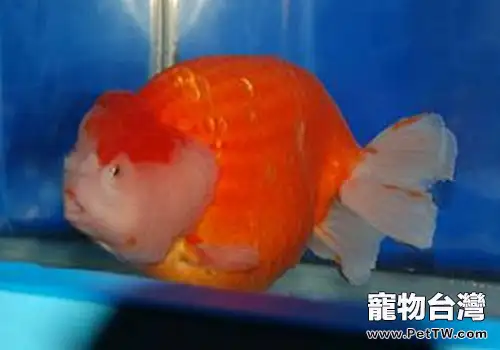 蛋種金魚飼養方法