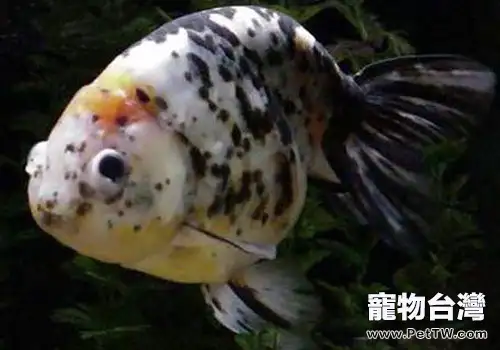 蛋種金魚飼養方法