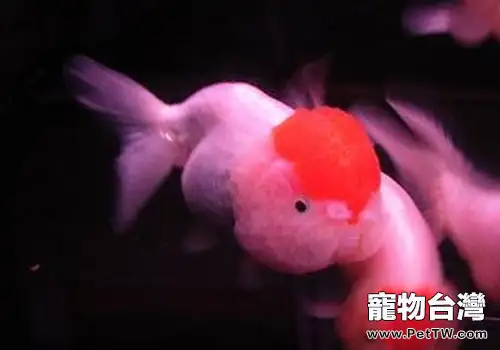 蛋種金魚飼養方法