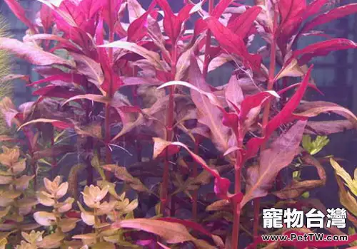 莧科水草飼養方法