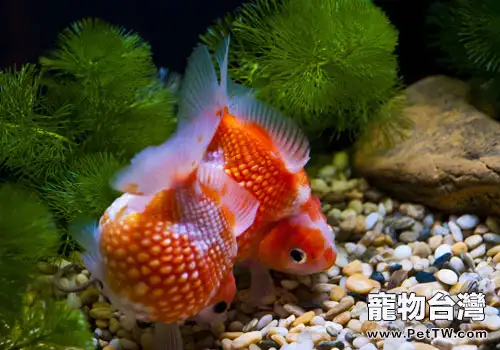 如何減少金魚水中寄生蟲(1圖)-寵物台灣