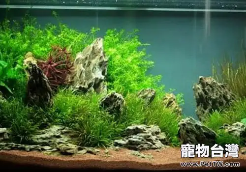 草缸養殖的必要條件(共2張圖片)-寵物台灣