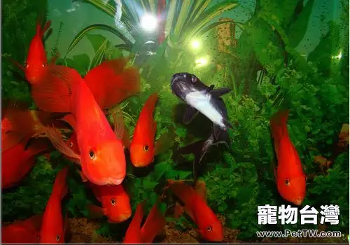 關於鸚鵡魚（血鸚鵡魚 財神魚）的品種類型及其特徵