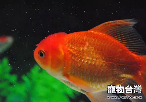 人魚共患病需留意