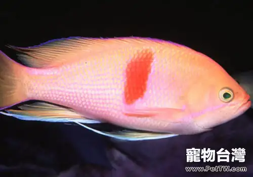 海金魚類熱帶魚飼養方法