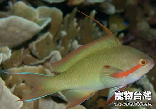 海金魚類熱帶魚飼養方法