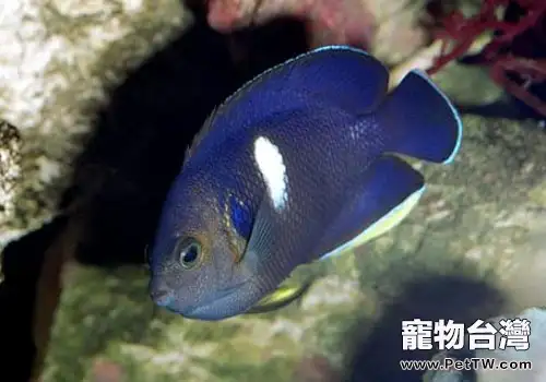 小型神仙魚飼養方法